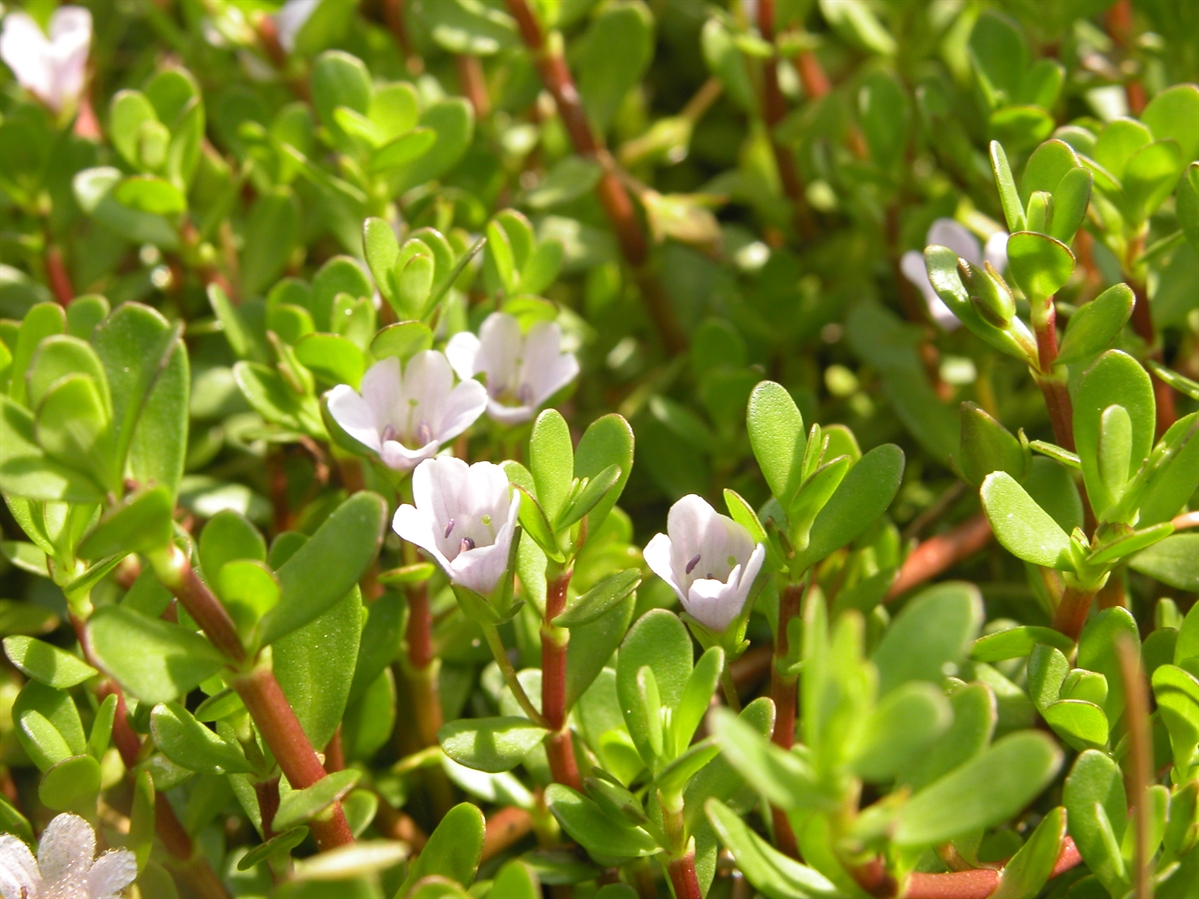 Bacopa Monnieri - Cognitive Function - MemoGenesis Supplement