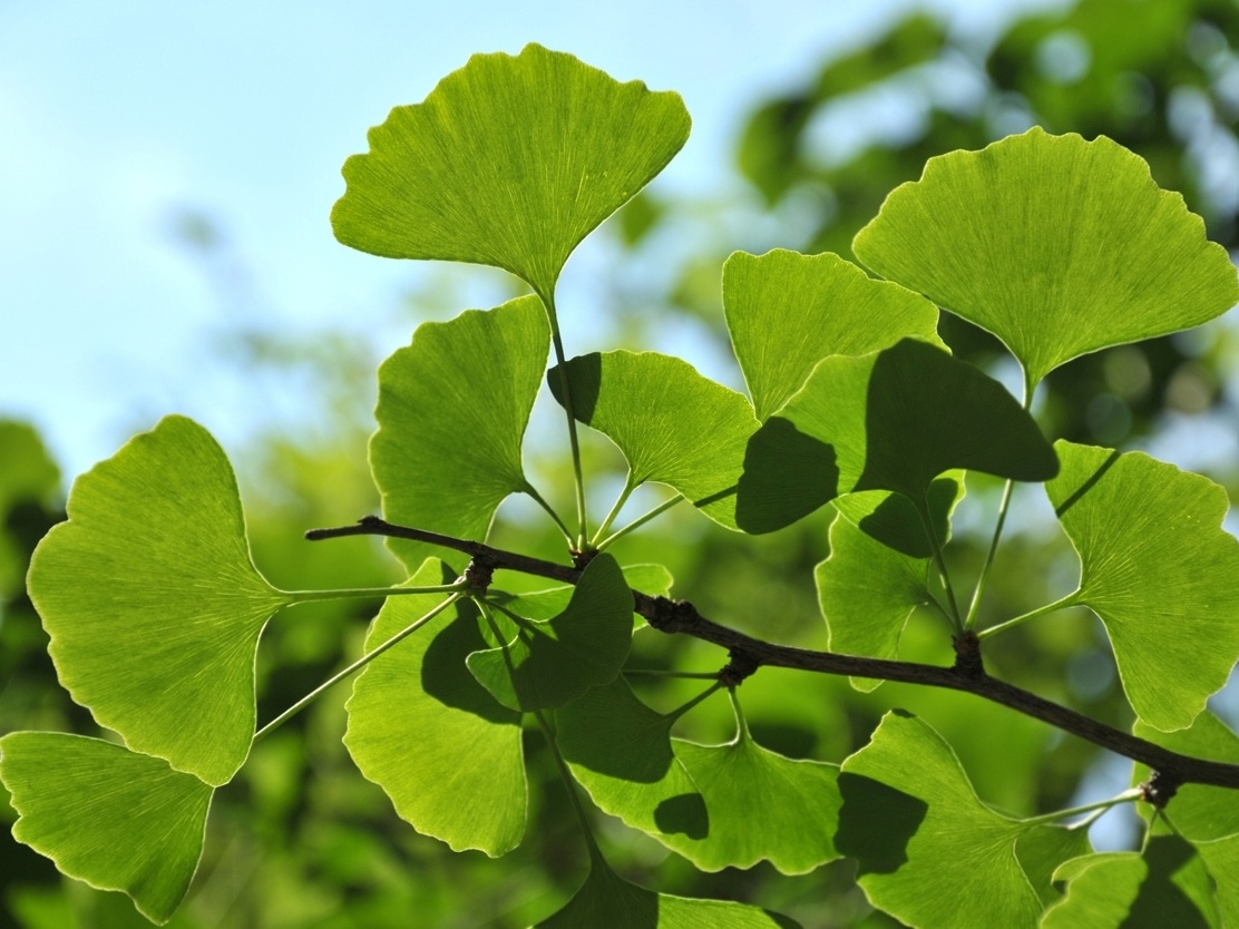 Ginkgo Biloba - Memory Support - MemoGenesis Formula
